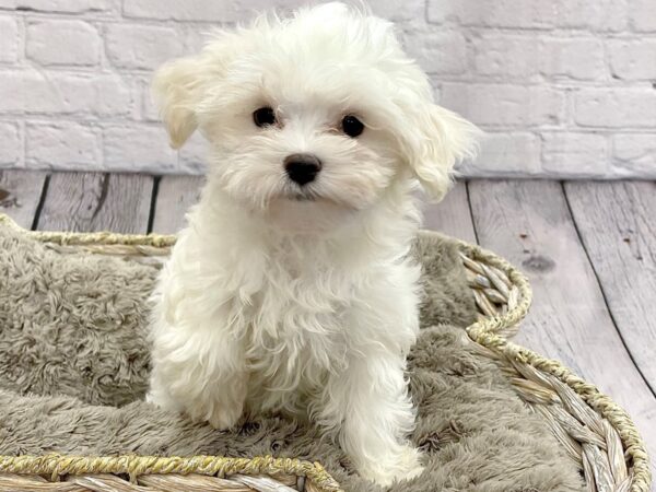 Maltese DOG Female White 15245 Petland Chillicothe, Ohio