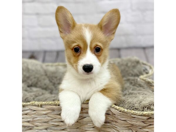 Pembroke Welsh Corgi DOG Male Sable / White 15246 Petland Chillicothe, Ohio