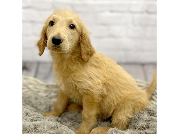 Goldendoodle DOG Female 15248 Petland Chillicothe, Ohio