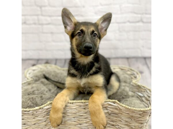 German Shepherd Dog DOG Female Black / Tan 15247 Petland Chillicothe, Ohio