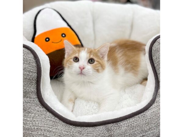 Adopt A Pet Kitten-CAT-Female-orange and white-15250-Petland Chillicothe, Ohio