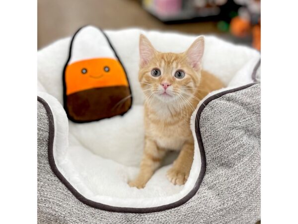 Adopt A Pet Kitten-CAT-Male-orange-15252-Petland Chillicothe, Ohio