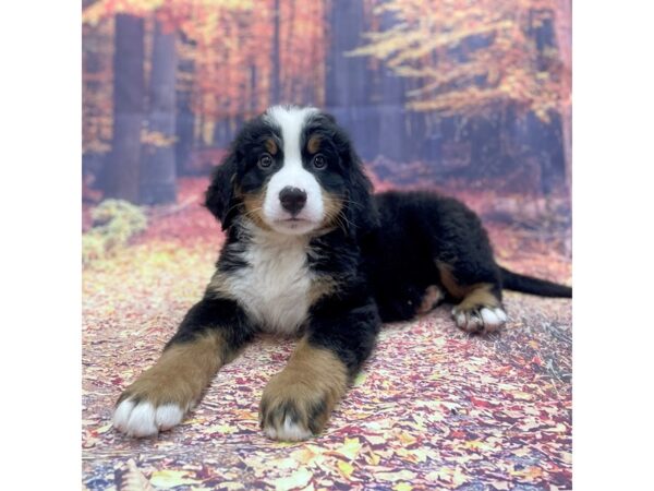 Bernese Mountain Dog-DOG-Male-Black Rust / White-15267-Petland Chillicothe, Ohio