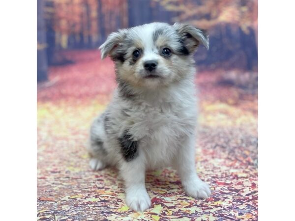 Mini Aussie-DOG-Male-BLUE MERLE-15265-Petland Chillicothe, Ohio