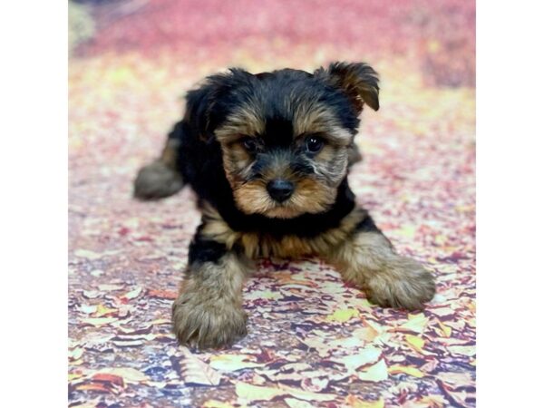 Yorkshire Terrier DOG Male BLK TAN 15263 Petland Chillicothe, Ohio