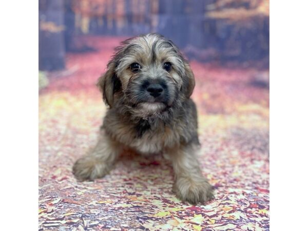 Morkie-DOG-Male-Gold-15259-Petland Chillicothe, Ohio