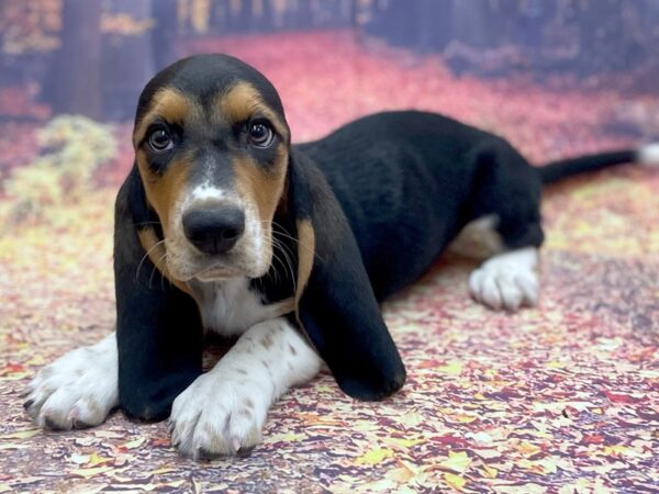 Basset Hound DOG Male Black Tan / White 15257 Petland Chillicothe, Ohio