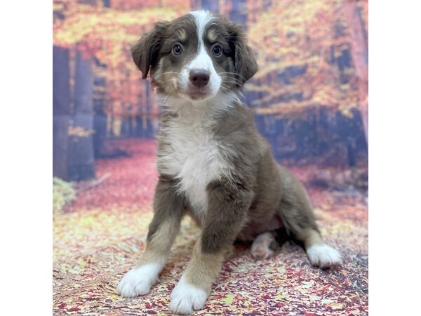 Australian Shepherd DOG Female Red 15256 Petland Chillicothe, Ohio