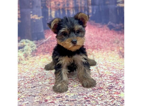 Yorkshire Terrier DOG Male Black / Tan 15255 Petland Chillicothe, Ohio