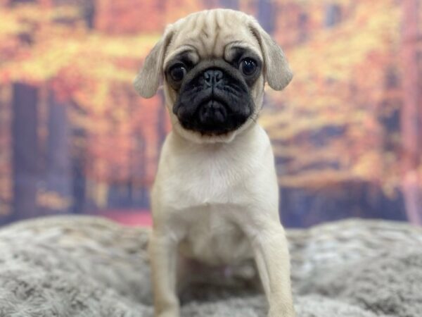 Pug DOG Male Fawn 15254 Petland Chillicothe, Ohio