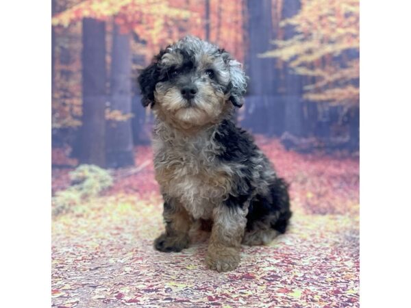 F2 ST Goldendoodle DOG Male Blue Merle 15260 Petland Chillicothe, Ohio