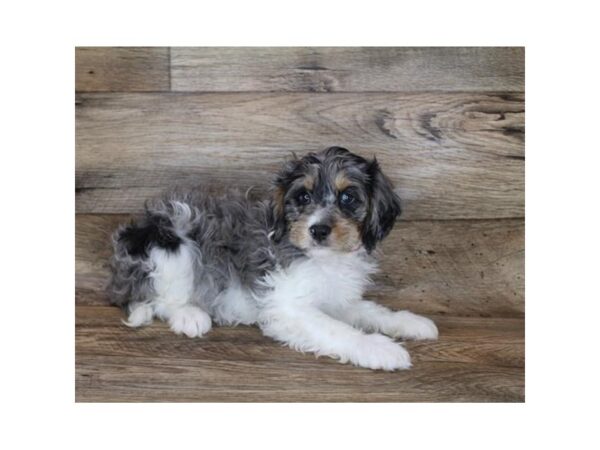 Cavapoo DOG Male Blue Merle 15279 Petland Chillicothe, Ohio