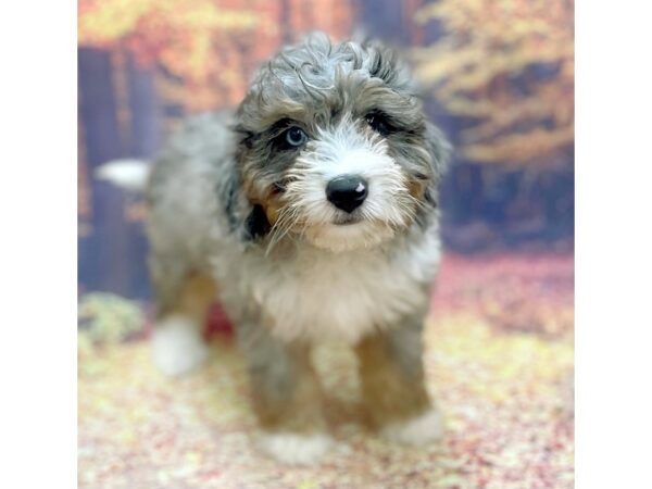 Bernedoodle Mini-DOG-Female-Blue Merle / Tan-15291-Petland Chillicothe, Ohio