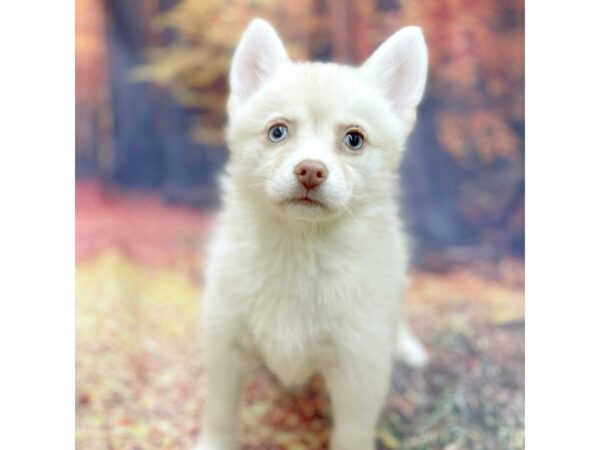 Pomsky DOG Female Cream 15290 Petland Chillicothe, Ohio