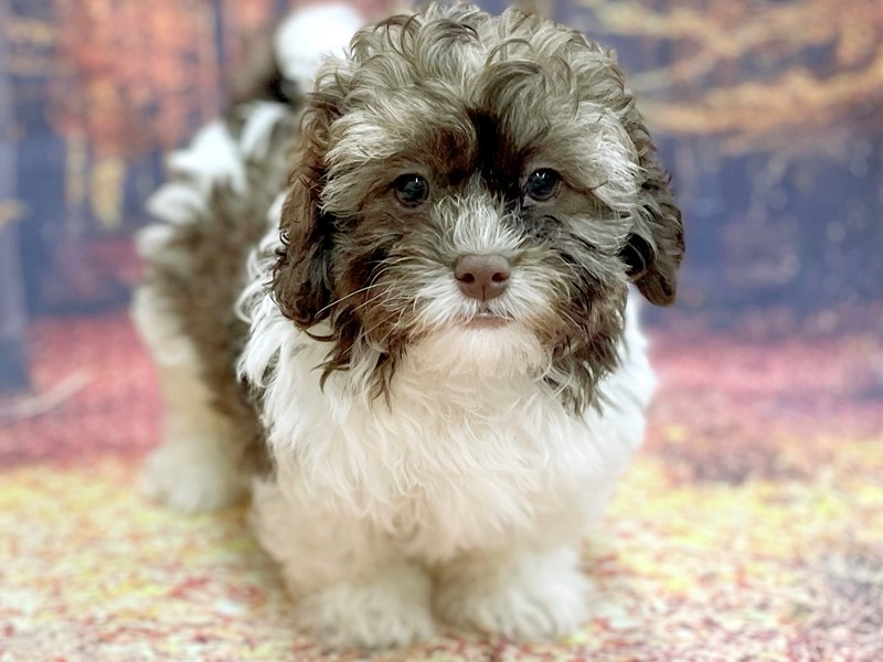 Shih tzu poodle puppies for sale near sales me