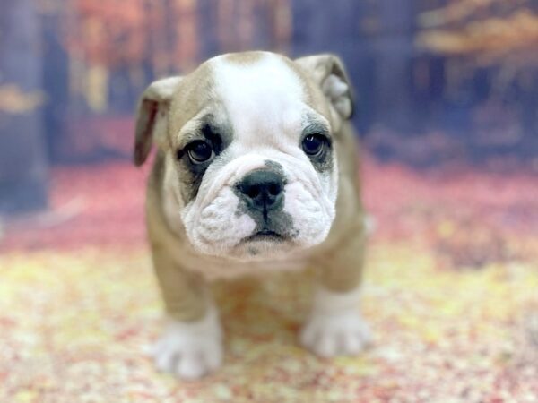 English Bulldog-DOG-Male-FAWN WH-15284-Petland Chillicothe, Ohio