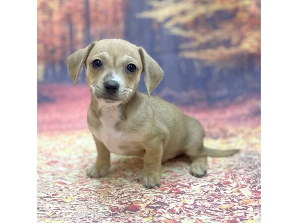 Chiweenie DOG Male Fawn 15273 Petland Chillicothe, Ohio