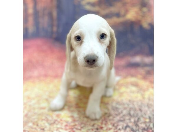 Beagle DOG Male Lemon White 15281 Petland Chillicothe, Ohio