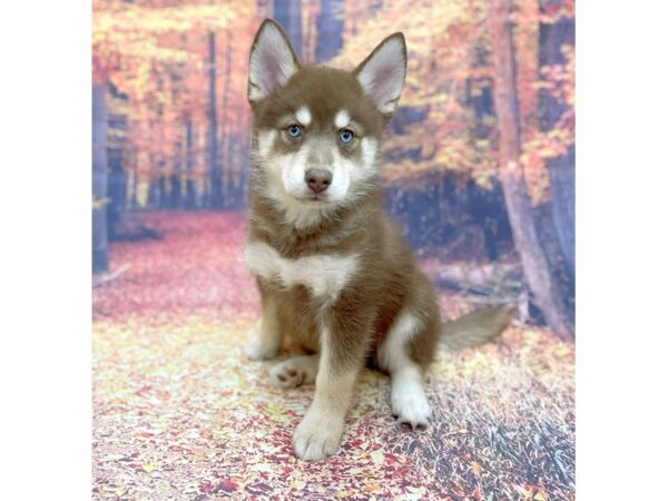 Pomsky DOG Male Chlt & Tn 15282 Petland Chillicothe, Ohio