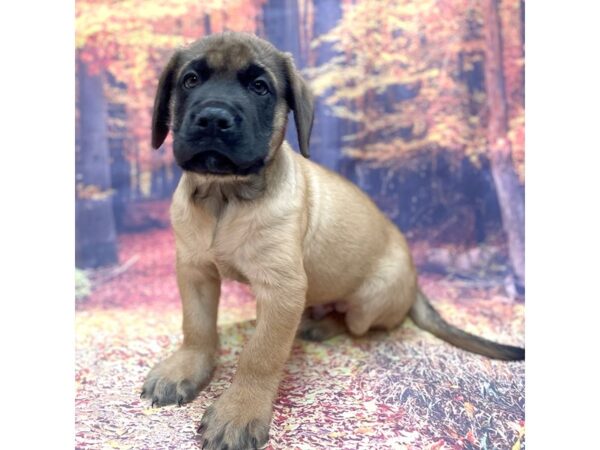 Bullmastiff DOG Male Fawn 15301 Petland Chillicothe, Ohio