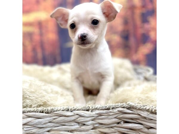 Chihuahua DOG Male Cream 15300 Petland Chillicothe, Ohio