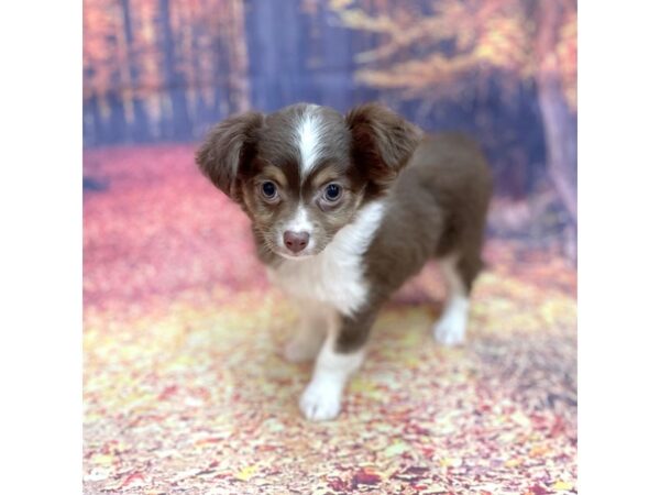 Chihuahua DOG Male CHOC WHITE 15295 Petland Chillicothe, Ohio