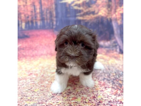 Havanese DOG Male CHOC WHITE 15293 Petland Chillicothe, Ohio