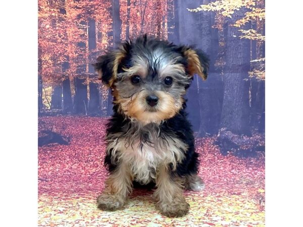 Yorkiepoo DOG Female Black / Tan 15288 Petland Chillicothe, Ohio