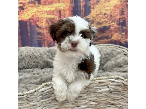 Havanese-DOG-Male-Chocolate wh-15285-Petland Chillicothe, Ohio