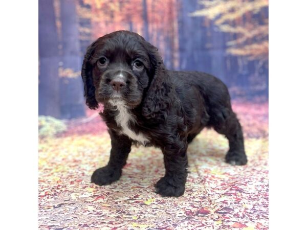 Cocker Spaniel-DOG-Female-CHOC-15283-Petland Chillicothe, Ohio