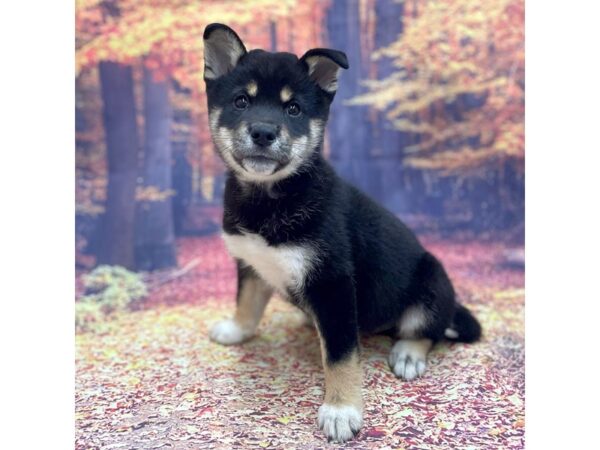 Shiba Inu DOG Male Black Tan / White 15278 Petland Chillicothe, Ohio