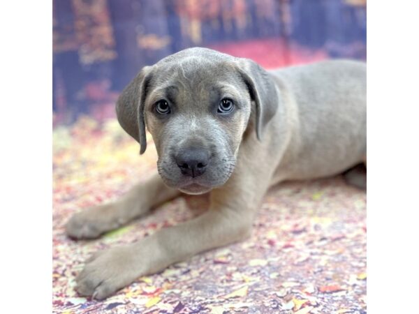 Cane Corso DOG Male Fawn 15275 Petland Chillicothe, Ohio