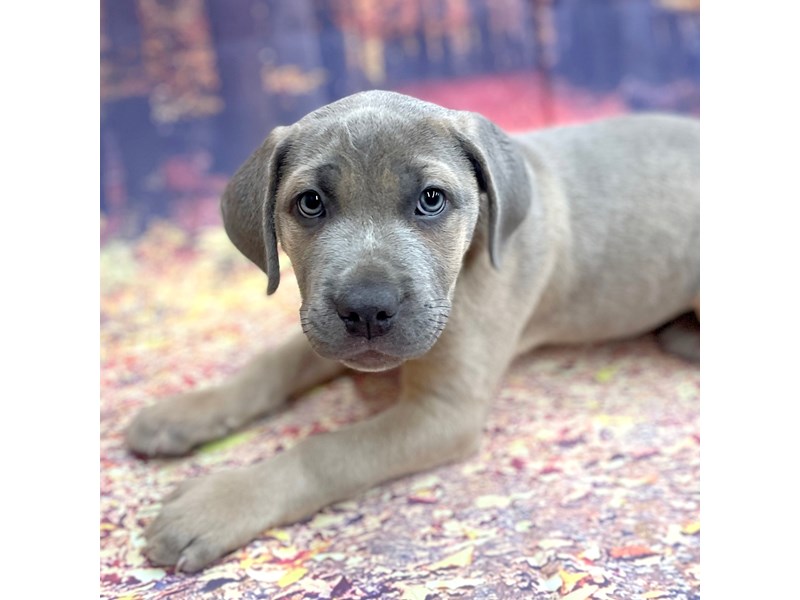 Cane Corso Puppy Fawn ID15275 Located at Petland Chillicothe, Ohio