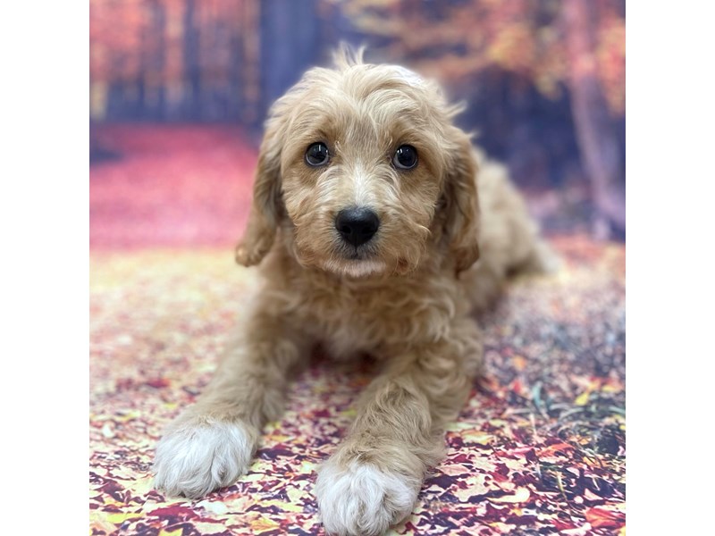Apricot and deals white cavapoo