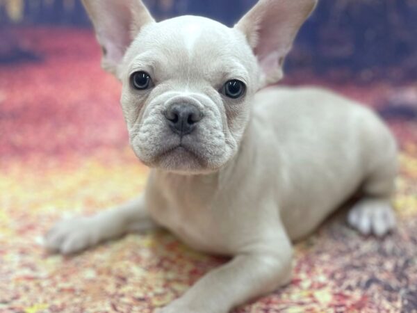 French Bulldog DOG Male Cream 15322 Petland Chillicothe, Ohio