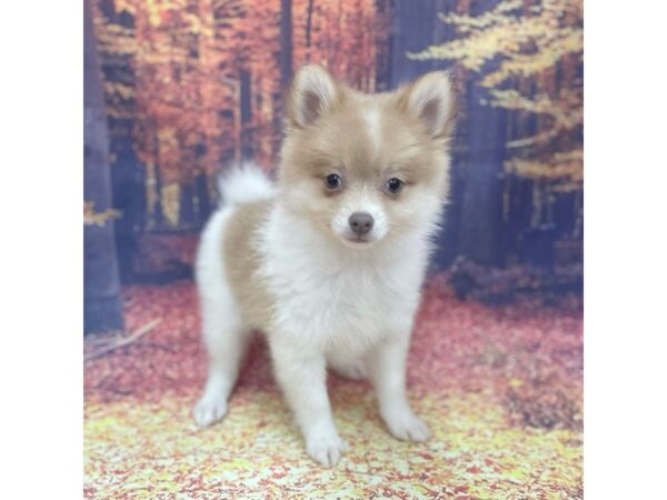 Pomeranian DOG Female Orange 15314 Petland Chillicothe, Ohio