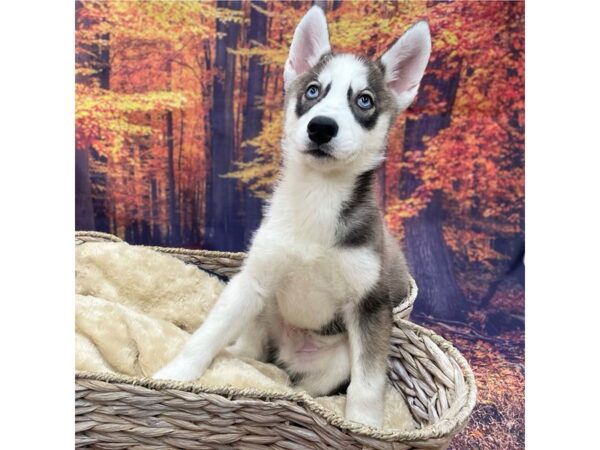 Siberian Husky DOG Male Agouti / White 15313 Petland Chillicothe, Ohio