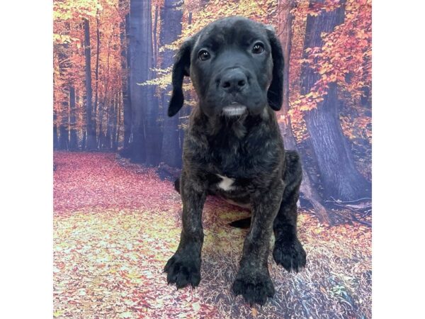 Mastiff DOG Female Brindle 15310 Petland Chillicothe, Ohio