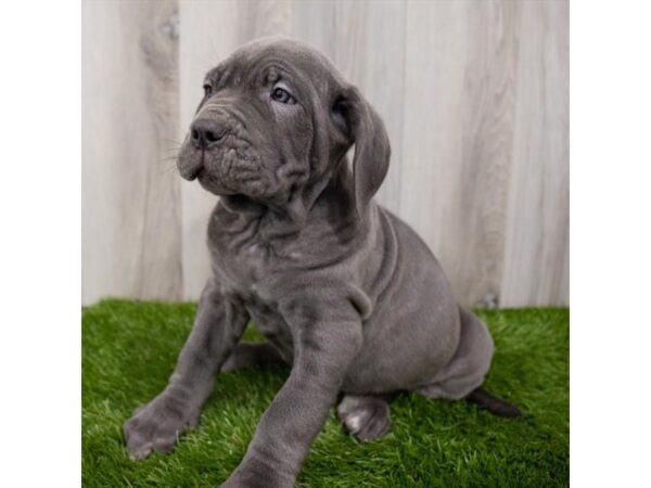 Neapolitan Mastiff DOG Male Blue 15338 Petland Chillicothe, Ohio