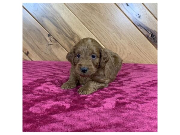 Goldendoodle Mini 2nd Gen-DOG-Male-Red-15340-Petland Chillicothe, Ohio