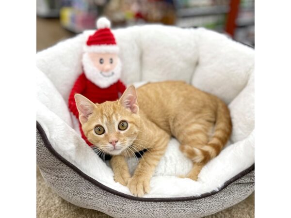 Adopt A Pet Kitten-CAT-Female-Orange-15321-Petland Chillicothe, Ohio