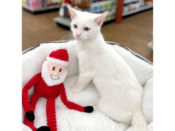 Adopt a Pet Cat CAT Female White 15325 Petland Chillicothe, Ohio
