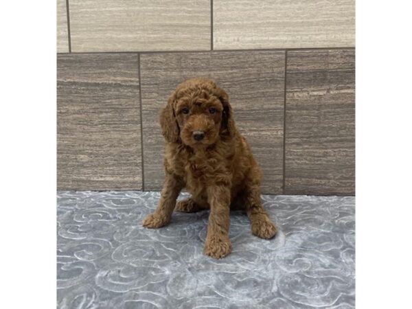 Poodle Mini DOG Female Red 15360 Petland Chillicothe, Ohio