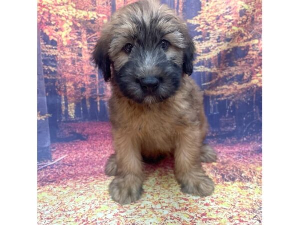 Soft Coated Wheaten Terrier DOG Male Wheaten 15359 Petland Chillicothe, Ohio