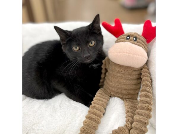 Adopt A Pet Kitten-CAT-Female-Black-15355-Petland Chillicothe, Ohio