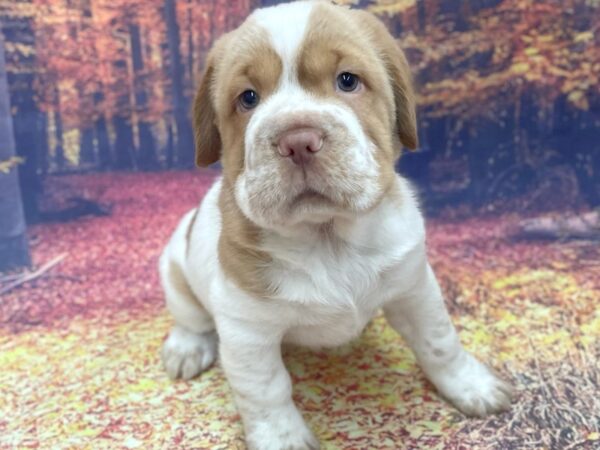 Mini Hippo DOG Female BUFF WH 15353 Petland Chillicothe, Ohio