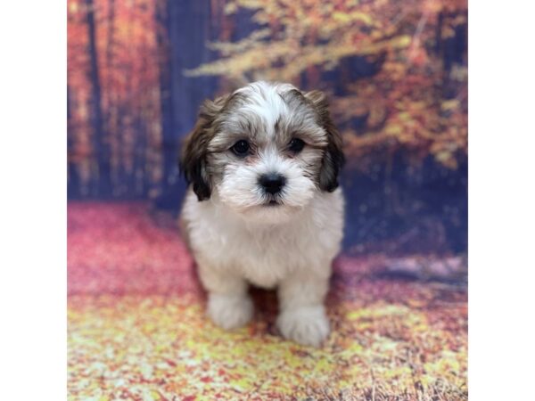 Teddy Bear-DOG-Female-BRN WH-15351-Petland Chillicothe, Ohio