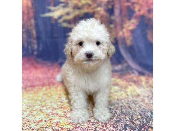 Poo Chon DOG Male Cream 15350 Petland Chillicothe, Ohio