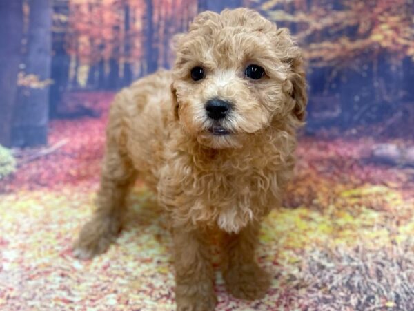 Poo Chon-DOG-Female-RED-15346-Petland Chillicothe, Ohio