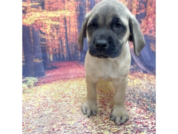 English Mastiff DOG Male Fawn 15343 Petland Chillicothe, Ohio